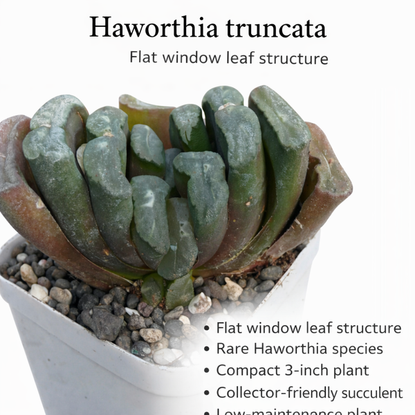 Haworthia truncata