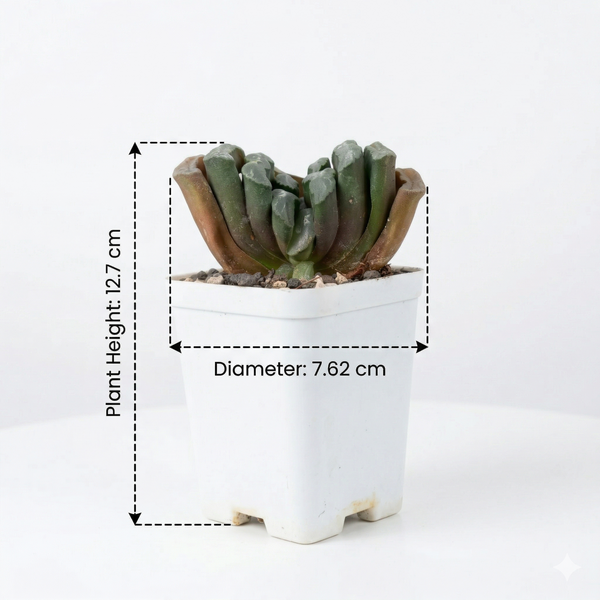 Haworthia truncata