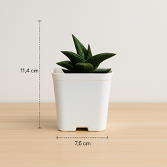 Haworthia venosa ssp. tessellata