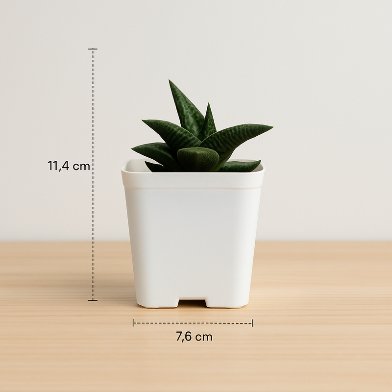 Haworthia venosa ssp. tessellata