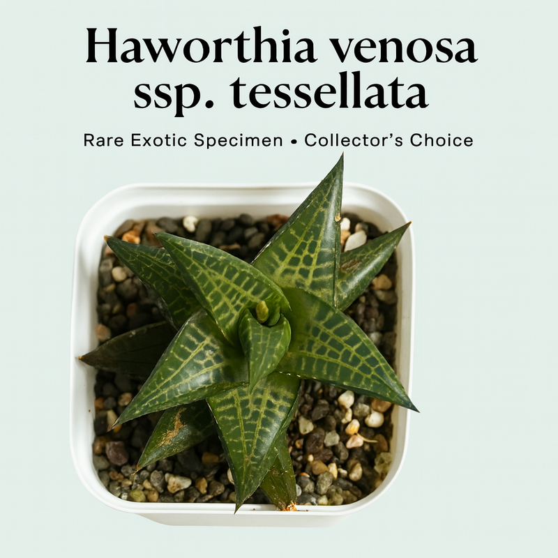 Haworthia venosa ssp. tessellata