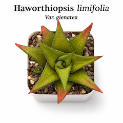 Haworthiopsis limifolia var. gigantea