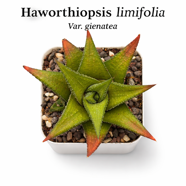 Haworthiopsis limifolia var. gigantea
