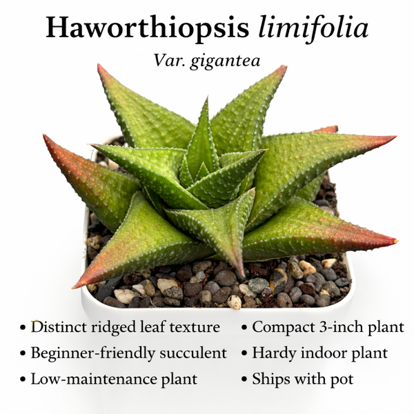 Haworthiopsis limifolia var. gigantea