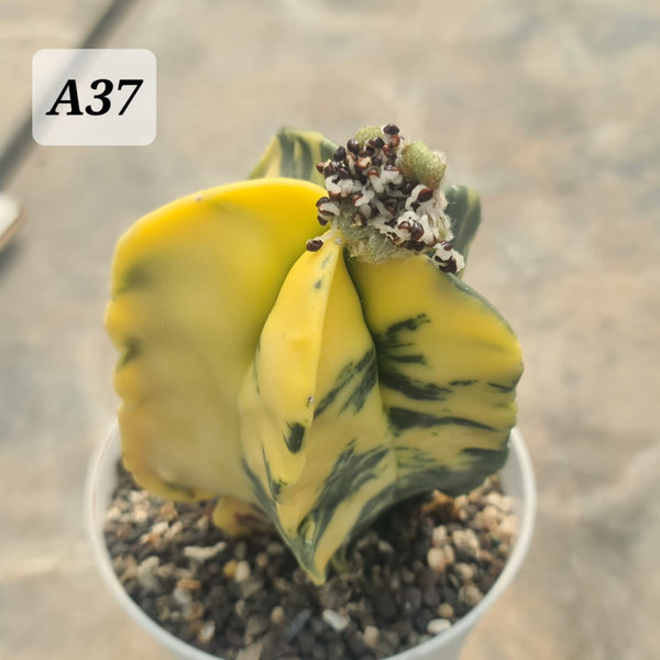 Astrophytum nudam pantacostum verigated seeds