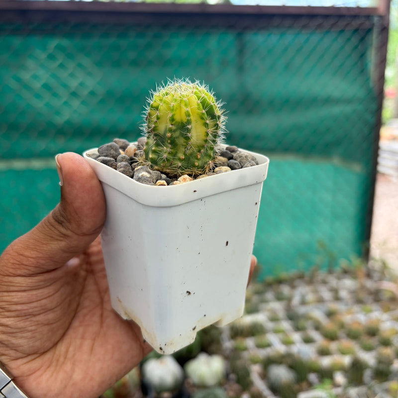 Echinopsis Arabesque Sachick variegated