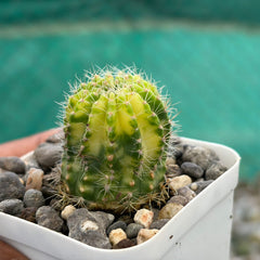 Echinopsis Arabesque Sachick variegated