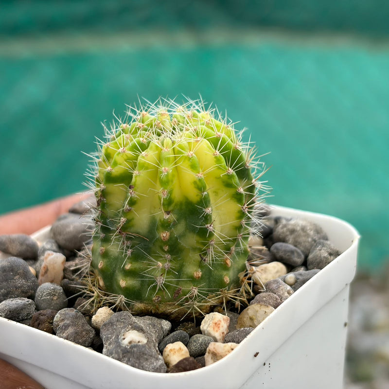 Echinopsis Arabesque Sachick variegated