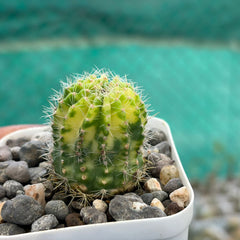 Echinopsis Arabesque Sachick variegated