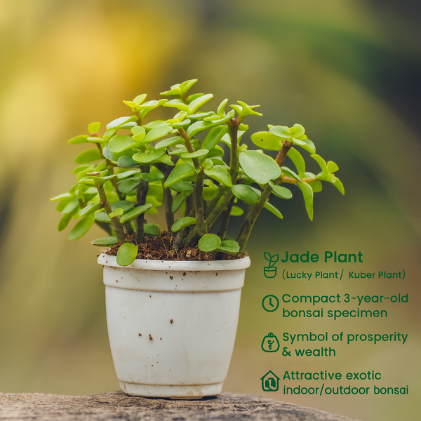 Jade Bonsai Plant 2