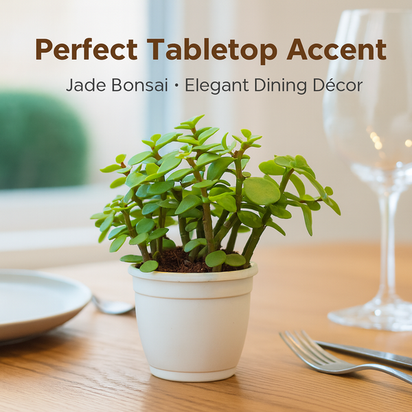 Jade Bonsai Plant 2