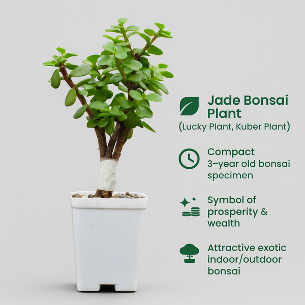 Jade Plant (Lucky Plant / Kuber Plant)