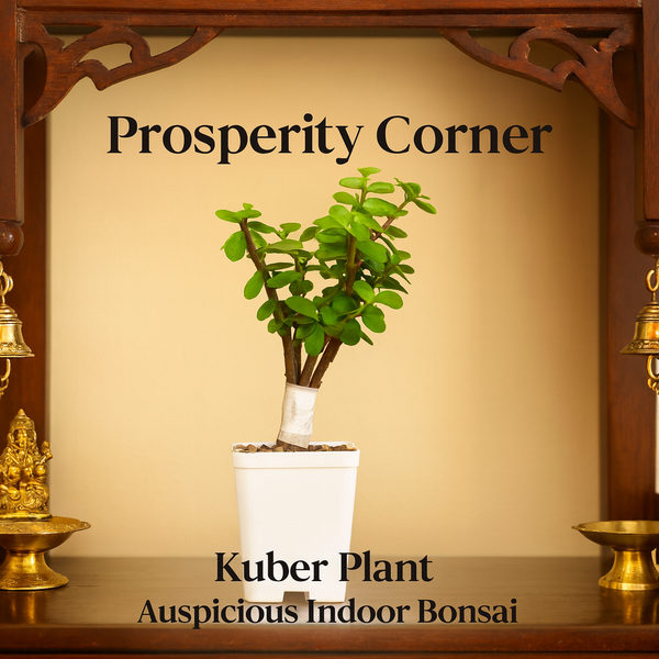 Jade Plant (Lucky Plant / Kuber Plant)