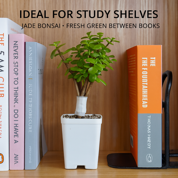 Jade Plant (Lucky Plant / Kuber Plant)