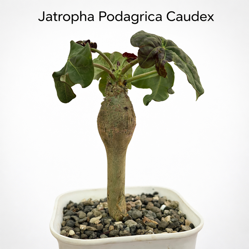 Jatropha podagrica