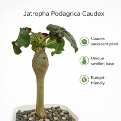 Jatropha podagrica