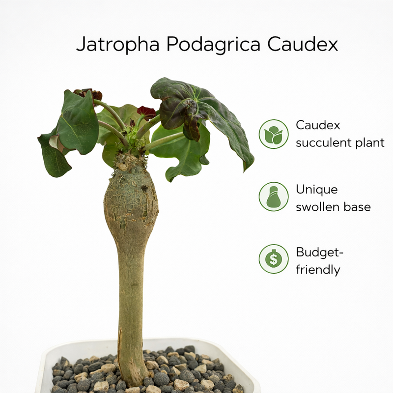 Jatropha podagrica