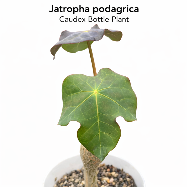 Jatropha podagrica