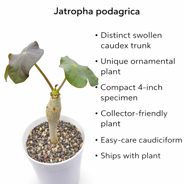 Jatropha podagrica