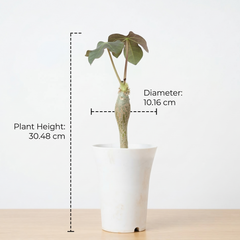 Jatropha podagrica