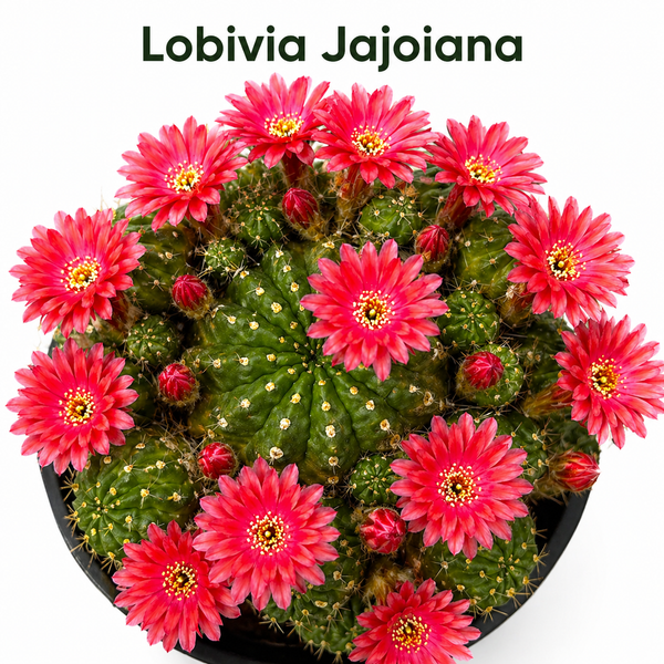 Lobivia Jajoiana