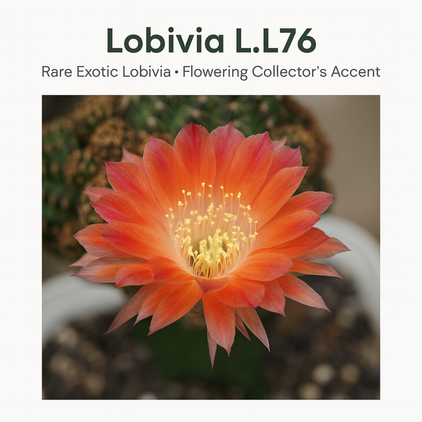 Lobivia L.L76- flowering cactus
