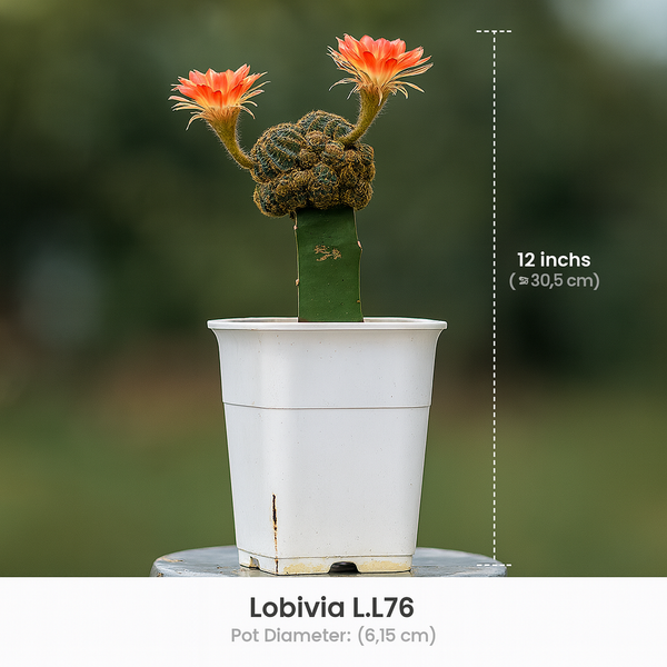 Lobivia L.L76- flowering cactus