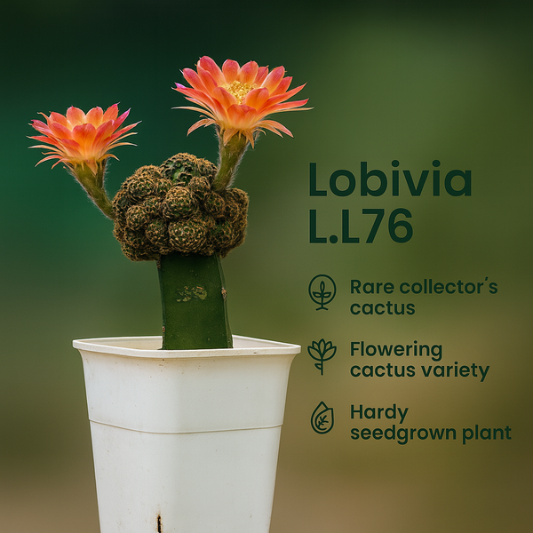Lobivia L.L76- flowering cactus