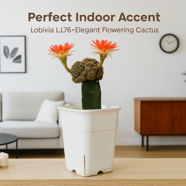 Lobivia L.L76- flowering cactus