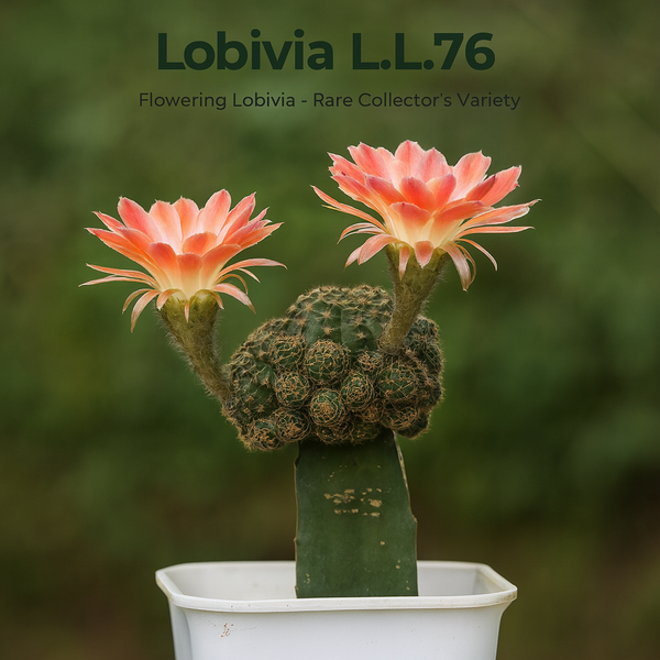 Lobivia L.L76- flowering cactus