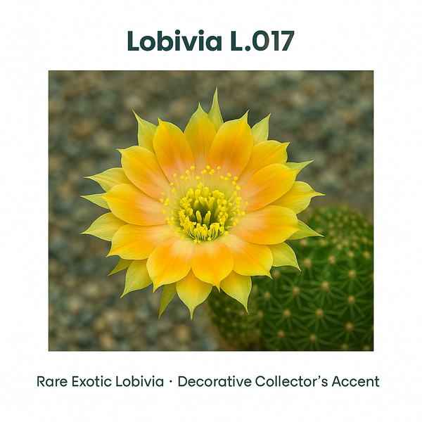 Lobivia L. 017