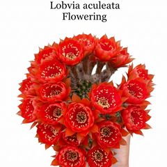 Lobivia aculeata