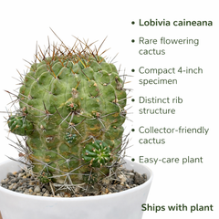 Lobivia caineana