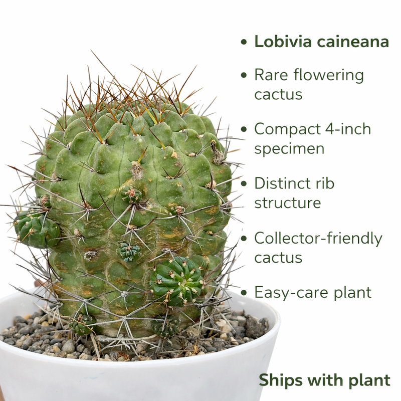 Lobivia caineana