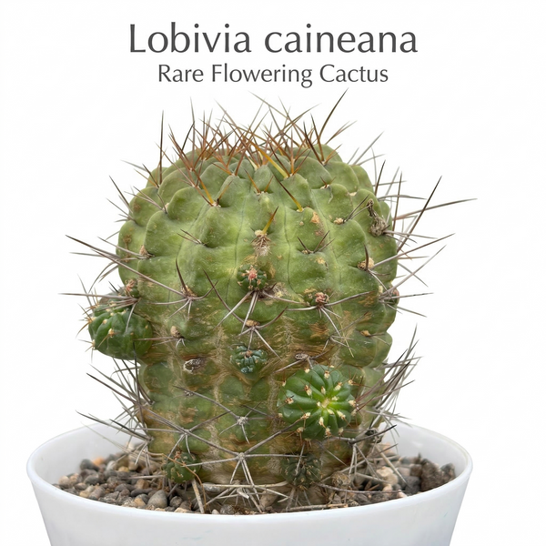 Lobivia caineana