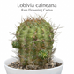 Lobivia caineana