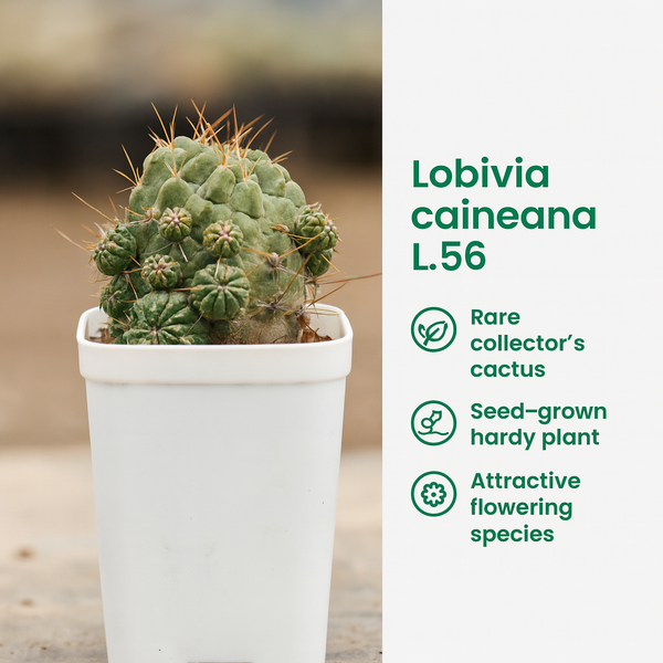 Lobivia caineana