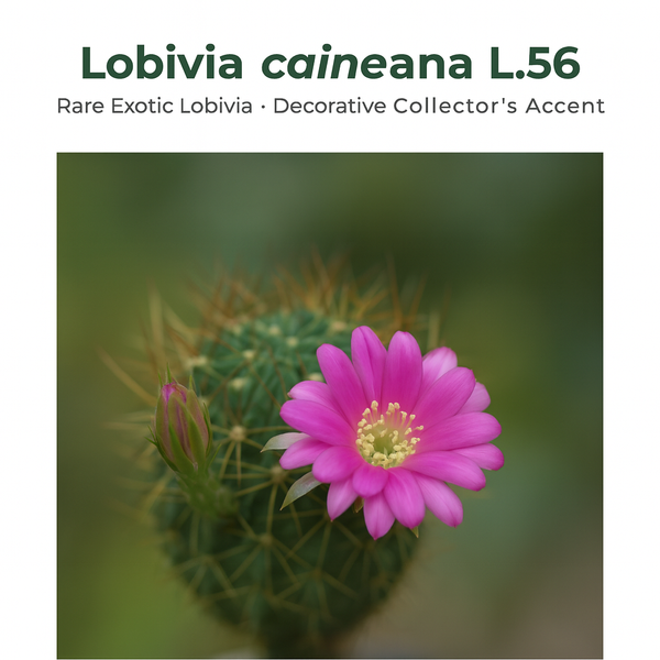 Lobivia caineana