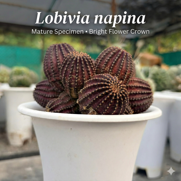 8-Year-Old Mature Lobivia napina Flowering Cactus - Samarth Cactus Nursery India.