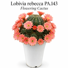 Lobivia rebecca PA.143