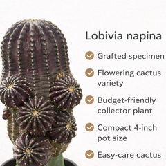 Lobivia napina
