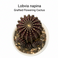 Lobivia napina