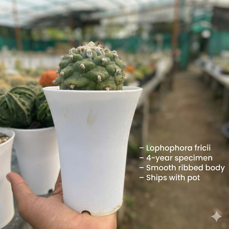 lophophora fricii