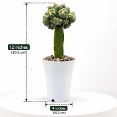 Lophophora fricii cv ooibo