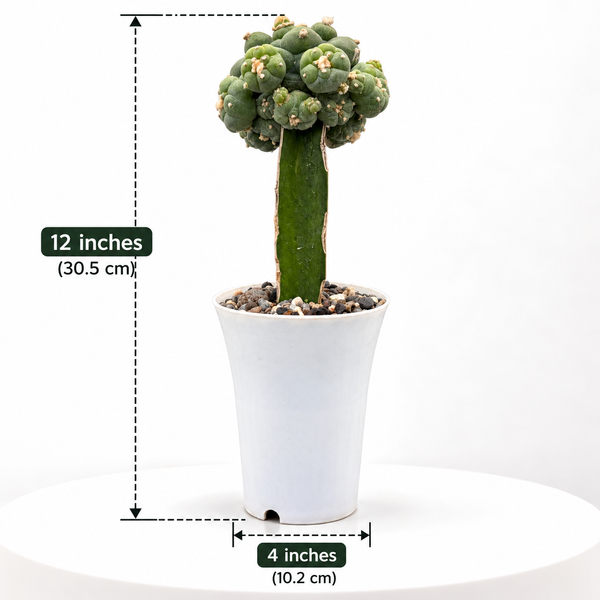 Lophophora fricii cv ooibo