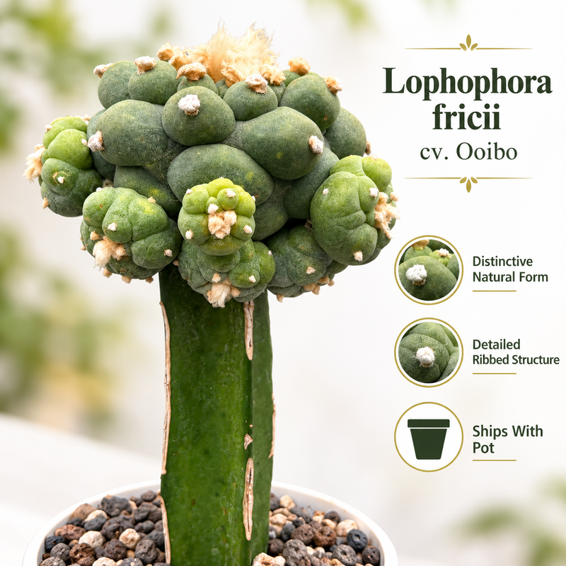 Lophophora fricii cv ooibo