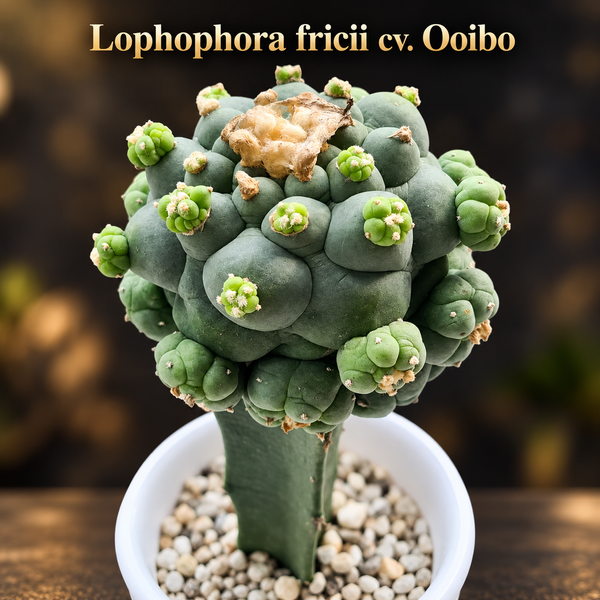 Lophophora fricii cv ooibo