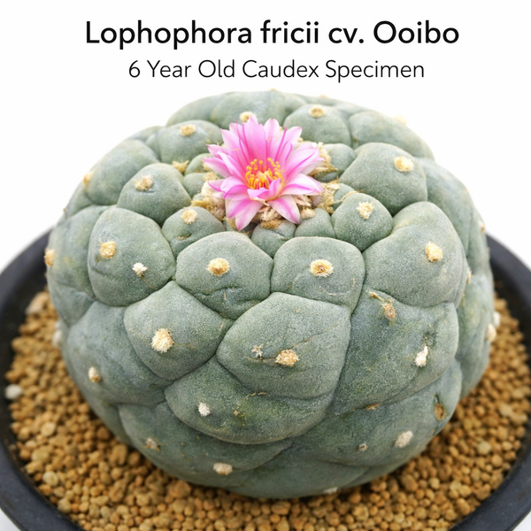 lophophora fricii cv ooibo