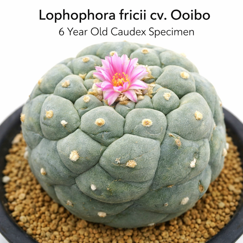 lophophora fricii cv ooibo