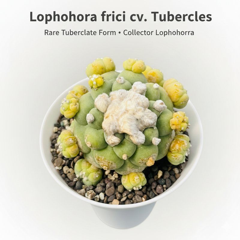 Lophophora fricii cv tubercles